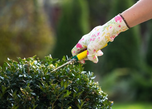 A close-up view of a gardener's hand wearing a floral-patterned garden glove, using a small pruning tool to trim a dense, green hedge in a well-maintained backyard. The hedge has glossy, dark green leaves with a compact growth habit, bordering a lawn area with vibrant, evenly cut grass. In the background, there are blurred trees and shrubs, indicating an outdoor landscaped space in Hammersmith. The scene suggests careful pruning and garden maintenance typical of professional gardening services, with natural sunlight illuminating the lush foliage and natural tones of the garden environment. The overall setting is tidy and cultivated, reflecting a well-kept outdoor space suitable for gardening and landscape enhancement in the local area.