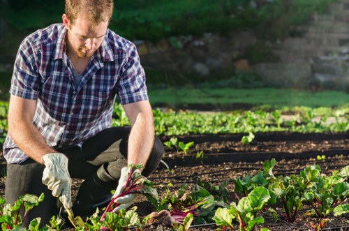 A man wearing a checkered shirt and gardening gloves is tending to a vegetable garden in a residential outdoor space, with multiple rows of leafy green plants growing in rich, dark soil. The garden features well-organised planting beds separated by narrow pathways and is situated in a sunny, green environment with blurred foliage in the background. The scene highlights outdoor landscaping and planting activities typical of garden maintenance services, with natural light illuminating the scene, and the garden appearing lush and healthy, reflecting proper care and cultivation. This setting is indicative of professional gardening work in an urban or suburban area, possibly within Hammersmith or nearby London postcode regions, as part of comprehensive landscaping or planting services offered by Landscapers Hammersmith.