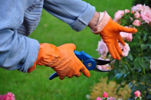 A gardener wearing orange protective gloves is trimming a blooming pink garden shrub with a pair of small pruning shears. The background features a well-maintained lawn with lush, green grass and additional flower beds with vibrant pink flowers. The scene takes place outdoors in a landscaped garden area, likely in a residential setting within Hammersmith. The garden surface includes a mix of soil, flower beds with natural mulch, and neatly edged borders. The gardener's attire is casual with a light blue long-sleeved shirt, and the focus is on the detailed activity of pruning. The overall environment appears bright and mild, suggesting a spring or summer day, supporting gardening and outdoor maintenance services provided by Landscapers Hammersmith.