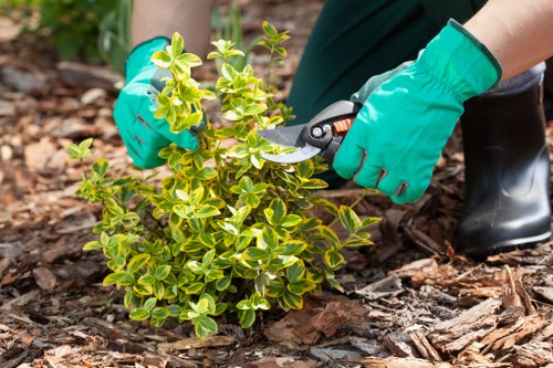 Beech hedge showcasing detailed pruning work