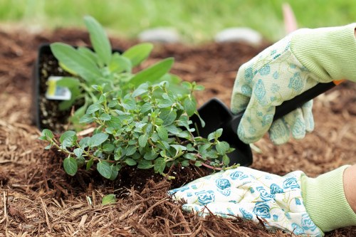 A gardener wearing light green gardening gloves with a floral pattern is planting a small shrub into a prepared flower bed in a garden. The shrub has numerous rounded green leaves, and the surrounding soil appears well-tilled and moist. In the background, there is a lush, green lawn area with some blurred grass and natural outdoor elements, indicating an outdoor gardening or landscaping context in Hammersmith. The garden scene is well-lit, suggesting a bright, possibly sunny day, highlighting the natural tones of the plants and soil. The scene reflects typical gardening tasks that a professional landscapers Hammersmith might undertake, including planting and garden maintenance to improve outdoor spaces.