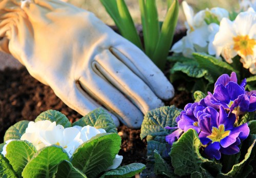 This image shows a garden scene with a close-up view of flowering plants, including purple and white blooms, situated in well-maintained soil. In the background, there are green leafy plants and possibly other flowering species, indicating a cultivated garden bed. The soil appears dark and moist, providing a healthy growing environment for the plants, which are neatly arranged with clear separation between individual clusters. The overall setting suggests a carefully landscaped outdoor area typical of a residential garden in Hammersmith, with natural light illuminating the vibrant colors of the flowers and lush foliage. The scene subtly reflects professional gardening services in maintaining flower beds and plant health, characteristic of local landscape enhancement efforts.