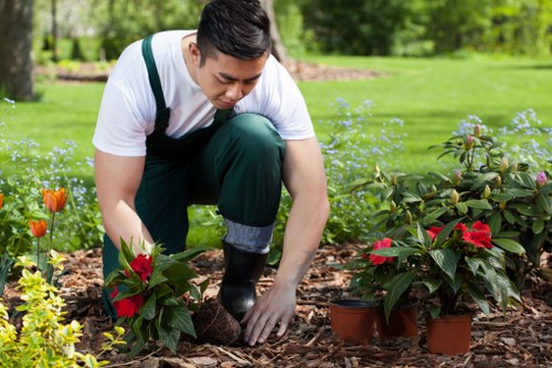 A male gardener in casual outdoor clothing is kneeling on a mulch bed in a well-maintained garden, planting or tending to vibrant red poinsettia plants in small terracotta pots. The garden features a neatly trimmed lawn in the background, bordered by various shrubs and flowering plants, with some orange tulips visible on the left side. Tall trees with lush green foliage surround the area, providing a shaded outdoor environment under natural daylight with cloudy weather. The gardener is carefully handling the plants, demonstrating gardening activities in a tidy, landscaped yard that emphasizes the importance of garden management and plant care, aligning with landscaping and gardening services such as those offered by Landscapers Hammersmith in the Hammersmith area of London.