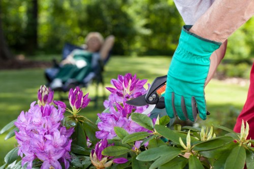 A gardener wearing teal gardening gloves is pruning a flowering shrub with vibrant pink and purple blooms in a well-maintained garden. In the background, a lush lawn extends across the outdoor space, bordered by neatly trimmed hedges and a variety of lush green trees. A paved pathway runs alongside the garden bed, which contains healthy soil and assorted plants. The scene is set on a bright, sunny day, with clear natural light enhancing the vivid colours of the flowers and greenery. The overall landscape design suggests a professionally maintained outdoor area, typical of a residential garden in Hammersmith, suitable for gardening and lawn care services offered by firms like Landscapers Hammersmith. The environment appears tranquil and inviting, with an emphasis on outdoor aesthetic and plant health, ideal for comprehensive garden landscaping and maintenance.