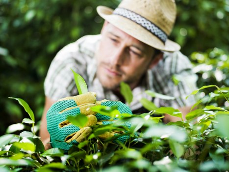 A male gardener wearing a straw hat and turquoise gardening gloves is tending to a lush, dense shrub in a well-maintained garden. The garden features a neatly trimmed hedge in the foreground, with vibrant green foliage and small, bright yellow flower buds visible among the leaves. The background shows additional greenery including trees and bushes, suggesting a landscaped outdoor space typical of residential gardens in Hammersmith or nearby areas. The lighting indicates a clear day with natural sunlight illuminating the scene, highlighting the rich textures of the leaves and the gardener's attentive focus. The gardener appears to be carefully pruning or inspecting the plant, demonstrating professional gardening care that a company like Landscapers Hammersmith might provide in local outdoor maintenance. This detailed and tidy garden scene reflects typical features of urban gardens in west London, combining natural plant textures with structured greenery, and underscores the importance of ongoing garden upkeep and horticultural expertise in maintaining attractive outdoor environments.