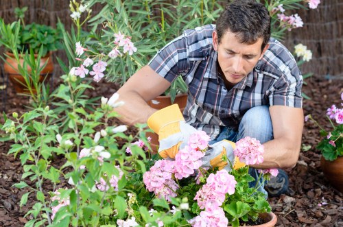 A man working in a garden, crouching amidst pink flowering plants and green foliage, wearing a plaid shirt and orange gardening gloves. He is using a small yellow garden trowel to tend to the flowers in a landscaped outdoor space, which features neatly arranged flower beds, potted plants, and a mix of flowering shrubs. The ground is covered with dark mulch, providing a tidy, natural base for the plants. In the background, there are additional plants and flower containers, indicating a well-maintained garden environment typical of residential outdoor spaces in Hammersmith. The scene captures a quiet moment of garden care on a bright day, with natural light illuminating the vibrant pink and green colours, reflecting professional gardening services aimed at enhancing the beauty and health of outdoor landscapes.
