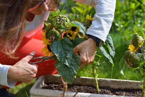 A close-up of a gardener's hands tending to a large leafy sunflower plant in a rectangular outdoor garden bed, with dark soil visible in the foreground. The garden bed is surrounded by lush green foliage, and a hedge or row of shrubs can be seen in the background, indicating a well-maintained landscaped backyard or front garden in Hammersmith. The gardener is wearing a white long-sleeved shirt and appears to be carefully supporting the plant's stem while inspecting or adjusting the plant's position. The scene is lit by natural daylight, suggesting an outdoor setting during a bright, clear day, highlighting the vibrant green leaves and the yellow petals of the sunflower, emphasizing the connection between outdoor gardening expertise and sustainable plant care. This detailed image naturally aligns with garden and landscape maintenance services offered by Landscapers Hammersmith, showcasing skills in planting and garden management for eco-friendly outdoor spaces.